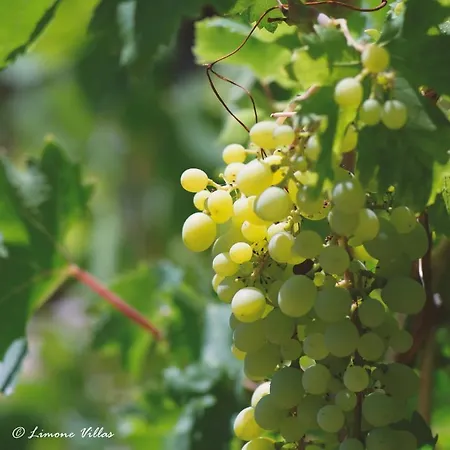 Limone No 3 فيلة ارغاكه