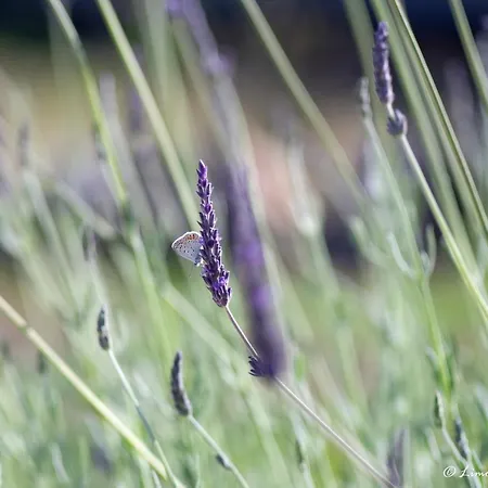 Limone No 3 * Argaka