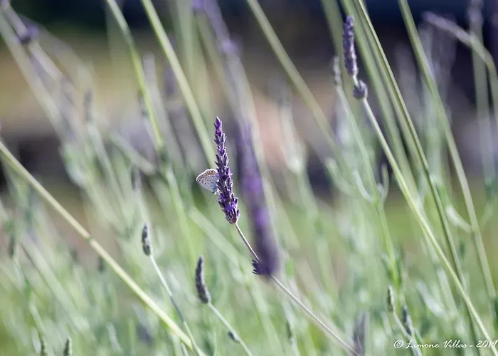 Limone No 3 * アルガカ