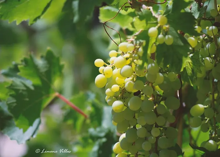 Limone No 3 Vila Argaka